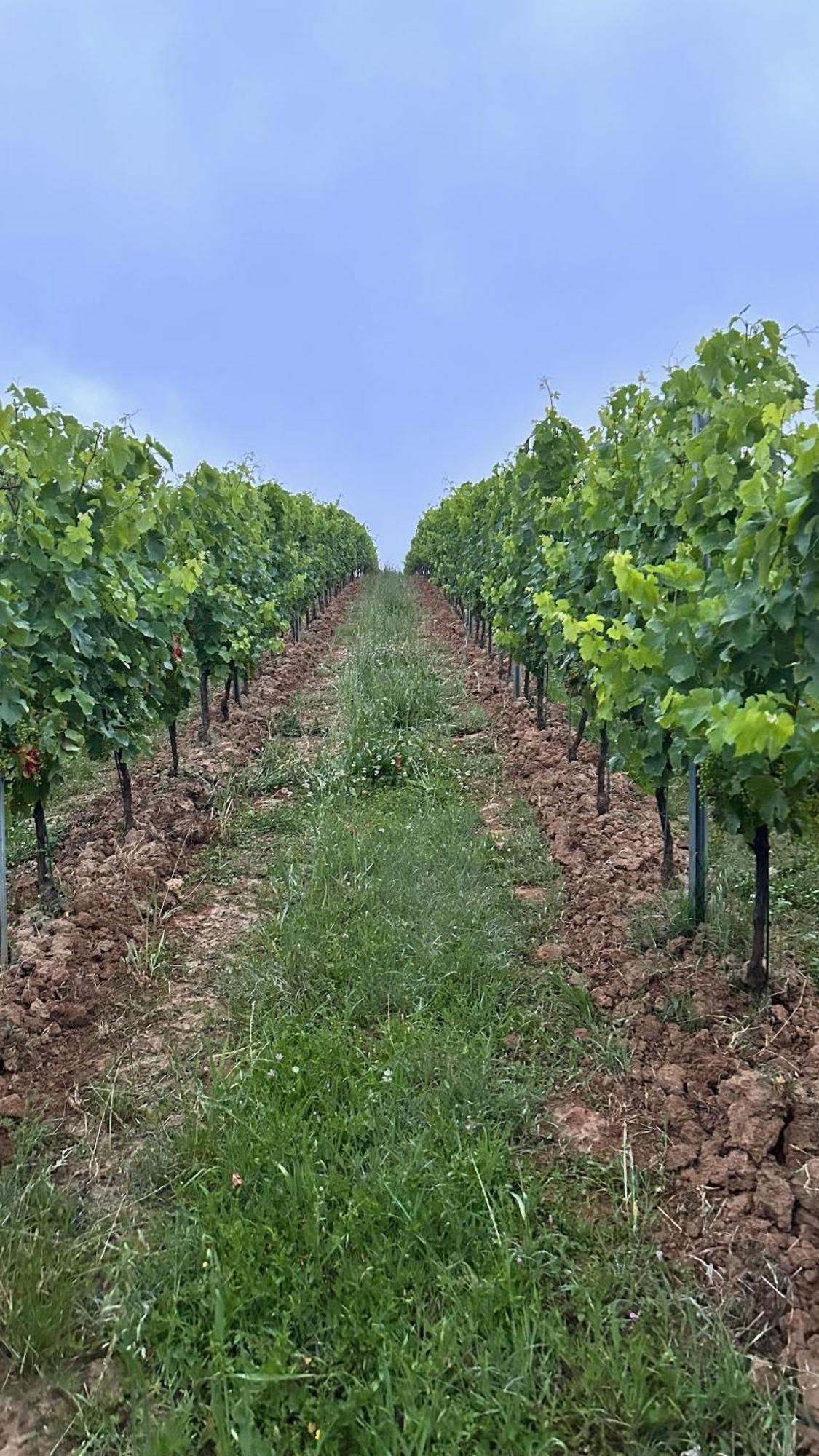 Les Ecrivains At Domaine Le Touran Near Saint Emilion Vila Pellegrue Exterior foto