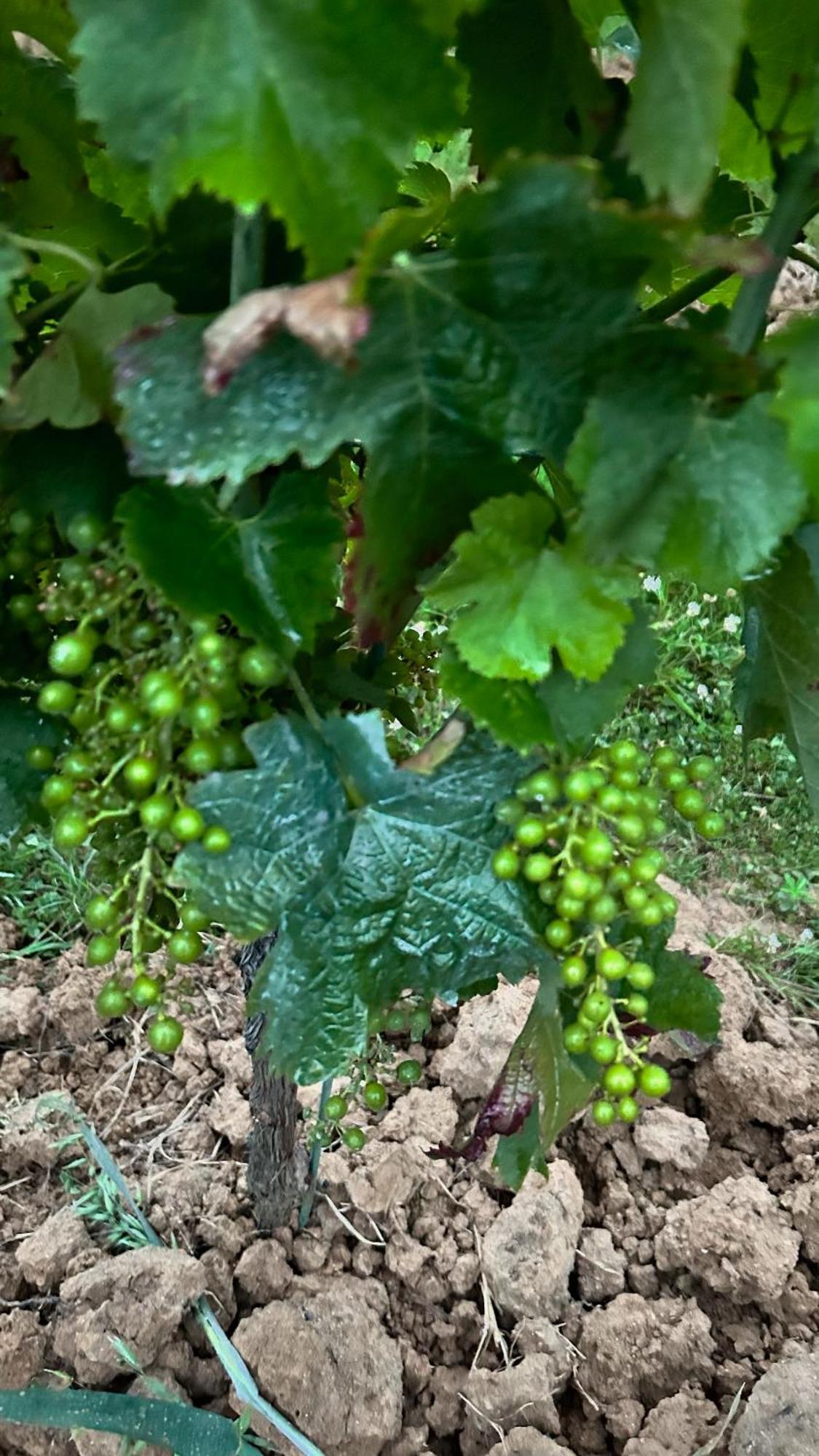 Les Ecrivains At Domaine Le Touran Near Saint Emilion Vila Pellegrue Exterior foto